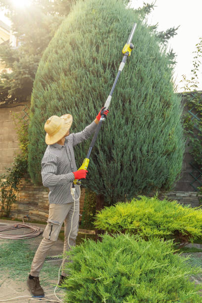 Best Emergency Tree Removal  in Westminster, CA